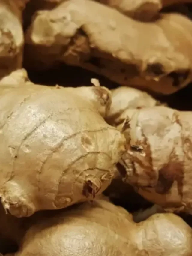 Untitled design (66)