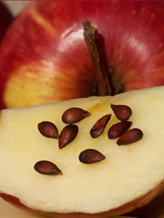 apple seed