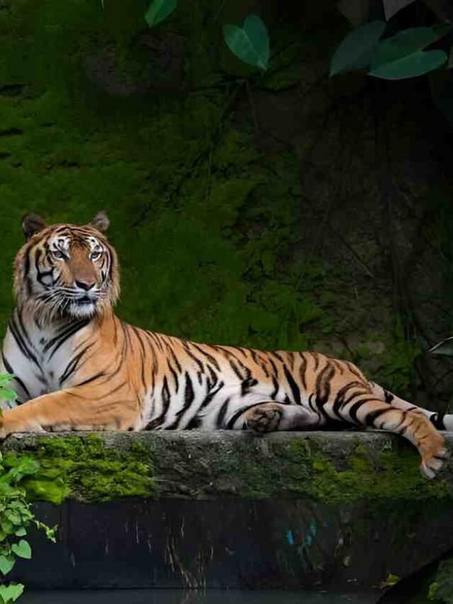 कांजीरंगा