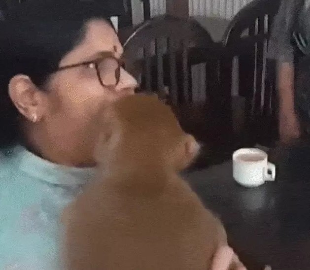 Monkey Started Dancing to tune of rama Viral Video