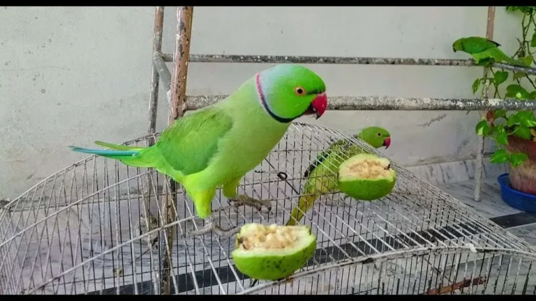 Pet Animal Law: पालतु तोतो को चिड़िया घर में जमा करने के फरमान से तोते पालको में मचा हड़कंप