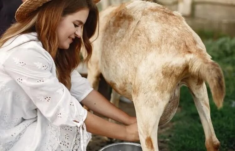 Goat Milk Help in Treatment of Dengue cas