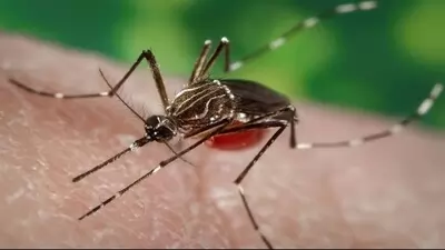 Bhopal Dengue: भोपाल में तेजी से पैर पसार रहा डेंगू, 188 मरीज,1 की मौत