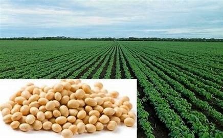MP number 1 highest soybean production in INDIA
