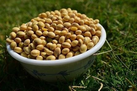 MP number 1 highest soybean production in INDIA