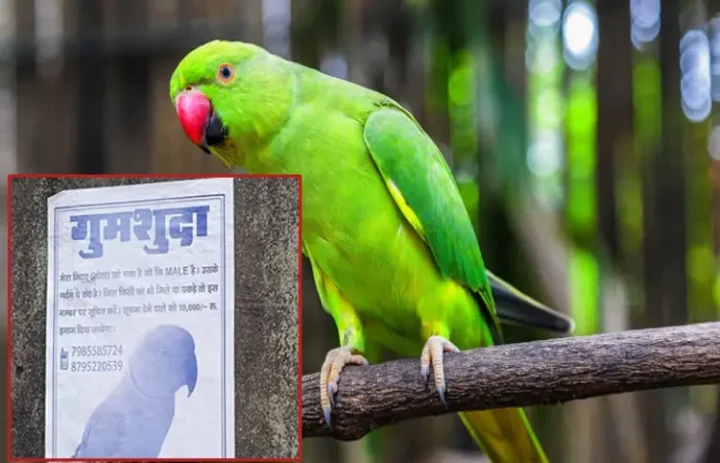 Missing parrot posters in ayodhya get reward 10 k