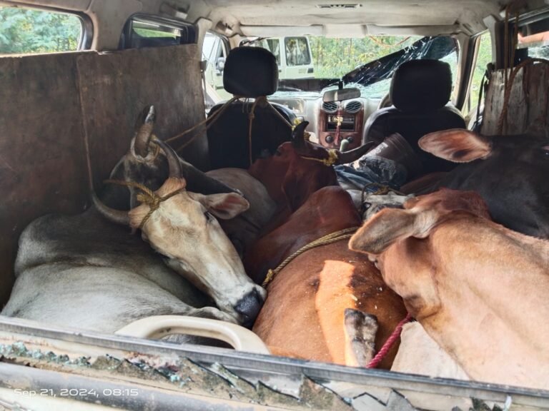 स्कार्पियो गाड़ी में मिले 5 गोवंश, जानिए पूरी खबर