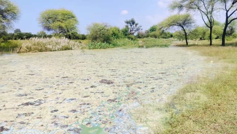 बांध एरिया में दूषित जल से मर रहे जल प्राणी बदबू से लोगों को हो रही परेशानी तेज बदबू से हो रहे सर दर्द