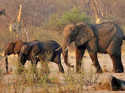 Zimbabwe will kill 200 elephants and distribute the meat