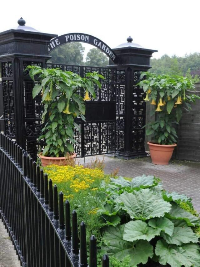 1683788143-poisonous-garden-plants (1)