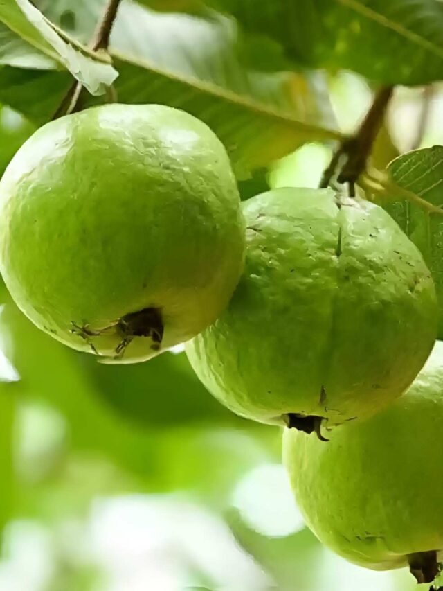 Winter Health Tips : सर्दियों में अमरूद खाना क्यों हैं जरूरी, क्या हैं इसके फायदे?