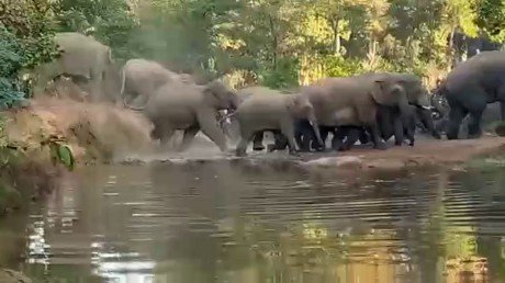 Elephant News: कोरियां में ‘गजराज’ का आतंक