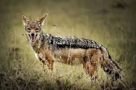 CG NEWS: छत्तीसगढ़ में हाथियों के बाद लोमड़ी का आतंक