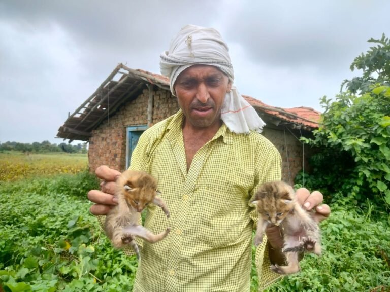 MP NEWS: जिन्हें बिल्ली समझकर घर लाए वो निकला कोई और