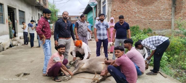 विश्व हिंदू परिषद बजरंग दल गौ रक्षा के लोगों ने कराया गाय का इलाज