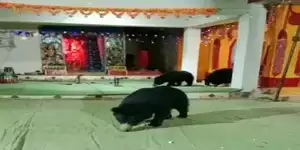 धमतरी सनातनी भालू का वीडियो वायरल