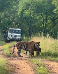 Panna Tiger Reserve: आज से पर्यटकों के लिए खुला पन्ना टाइगर रिजर्व