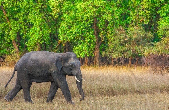 bandhavgarh-elephants-dead