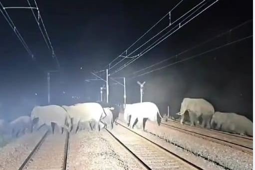 CG NEWS: हावड़ा-मुंबई रूट पर चक्रधरपुर रेल मंडल के बंडामुंडा स्टेशन के पास हाथियों के झुंड ने ट्रेक पर जाम लगा दिया. हाथियों का दल रेलवे ट्रैक