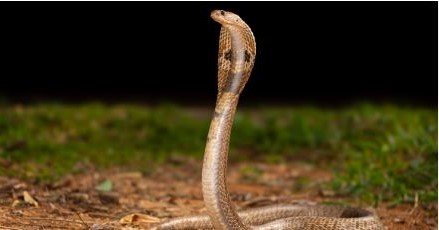Tamil Nadu Declares Snakebites Notifiable