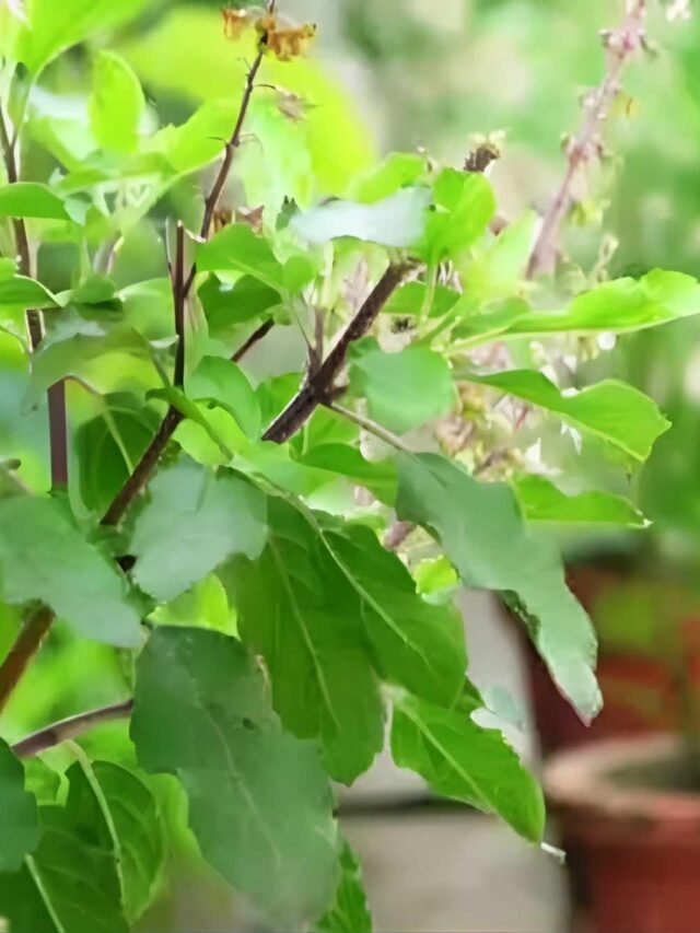 tulsi-consumption-benefits-orrect-way-of-consumption-importance-and-benefits