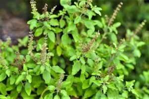 tulsi
