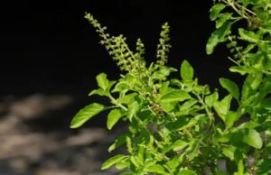 Give water to Tulsi on the first day of the new year