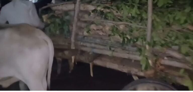 Teak smuggling in Dhana range of Sagar district