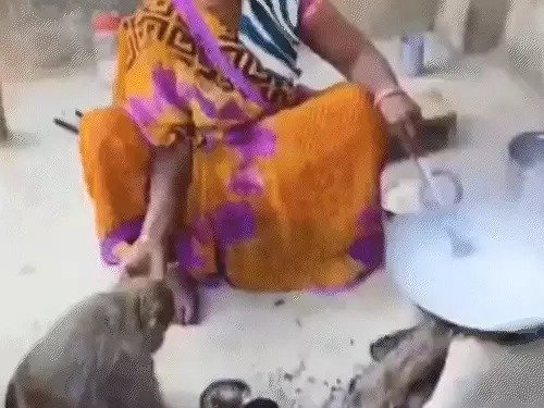 This monkey does everything like humans