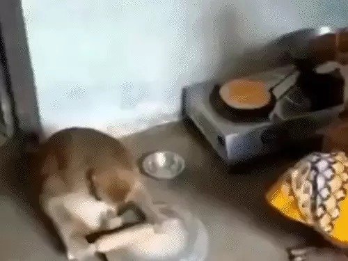 This monkey does everything like humans