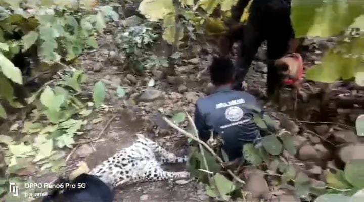 Dewas: कन्नौद के जंगल में मिला मृत तेंदुआ, संघर्ष में मौत की आशंका, पोस्टमार्टम रिपोर्ट का इंतजार