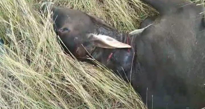 2 बाघों की मूवमेंट से ग्रामीणों में दहशत का माहौल,एक ही रात में किया 5 मवेशियों के शिकार