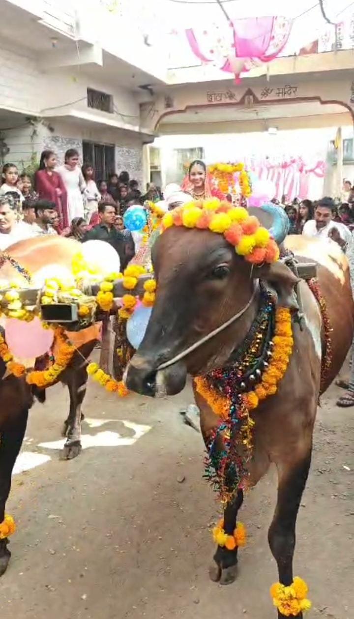 आधुनिकता के इस दौर में महंगी डोली के बजाए बैलगाड़ी में सवार होकर दुल्हन पहुंची मंडप में