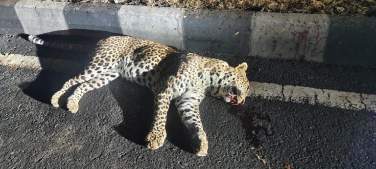 नर तेंदुआ की अज्ञात वाहन से मौत, बरकोटी और गौरझामर के बीच का मामला