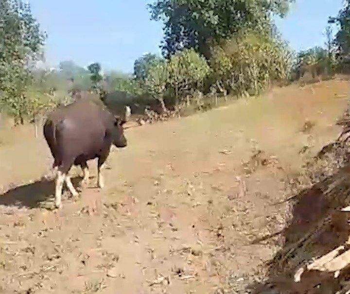 गलों में अतिक्रमण का नतीजा रिहायशी इलाके में घुस रहे जंगली जानवर