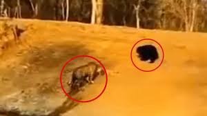 पन्ना टाइगर रिज़र्व का वीडियो वायरल 