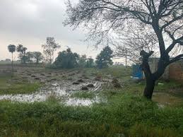 मावठ की बारिश में भीगा प्रदेश