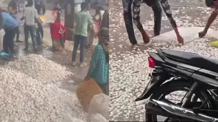 बारिश के वजह से मंडी में लहसुन की बर्बादी