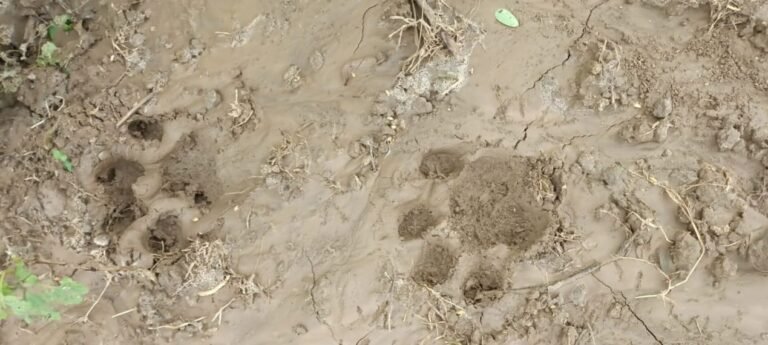 tiger footprints found in raisen district