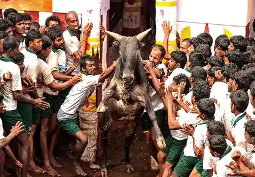 more than 600 bulls 350 players in jallikattu today