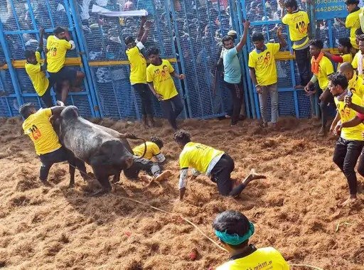 more than 600 bulls 350 players in jallikattu today