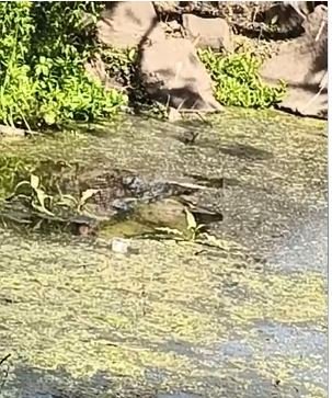 Bhopal Govindpura murder: