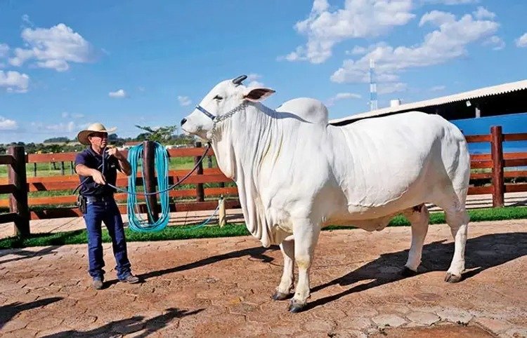 Indian breed cow sold for rs 40 crore in brazil