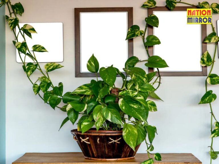 Benefits of Money Plant (1)