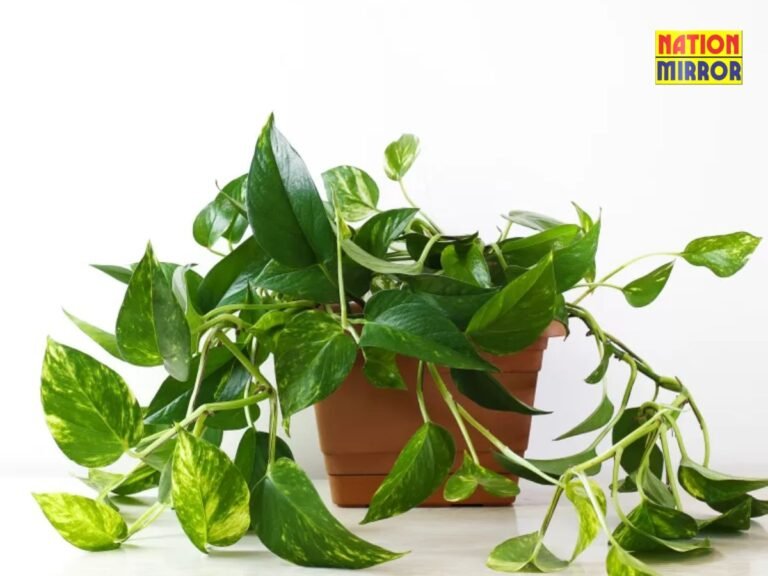money plant vastu tips avoid these mistakes