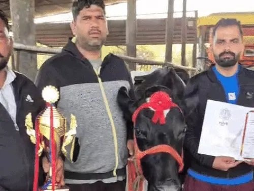 Cow Number 1 : हरियाणा की एक गाय ने बनाया एशियाई रिकॉर्ड