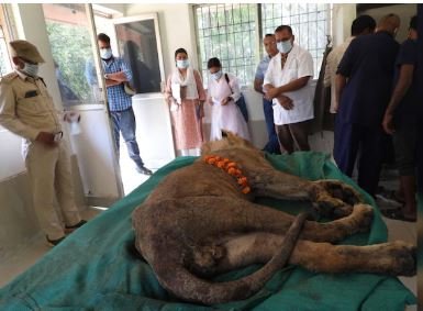 Lion Bhima Died