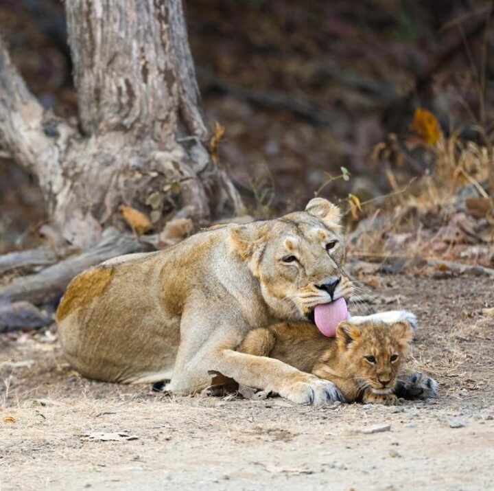 Lion safari, photography and wildlife PM Modi Gir visit Lion safari, photography and wildlife PM Modi Gir visit 