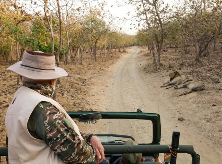 Lion safari, photography and wildlife PM Modi Gir visit 