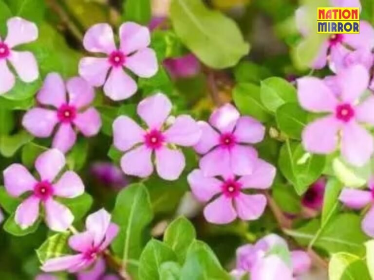 Sada Bahar flower Benefits